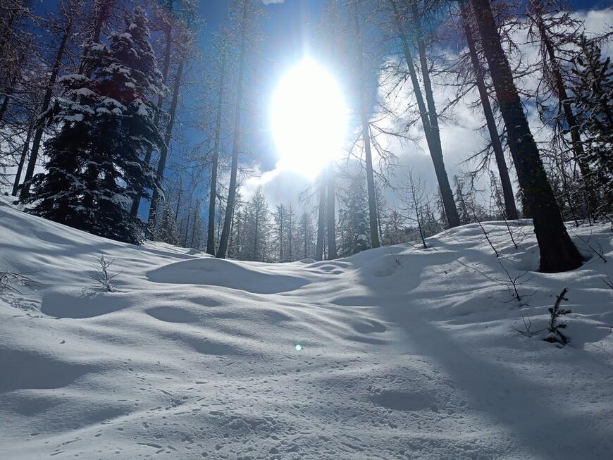 Lumière magique dans les Bois Noirs Lumière magique dans les Bois Noirs